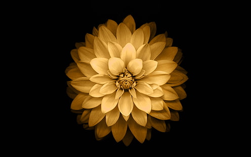 äpple, gul, lotus, iphone6, plus, ios8, blomma, HD tapet HD wallpaper
