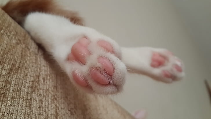 cat, paws, Pink, HD wallpaper
