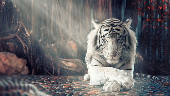 bianco, tigre, 4k, 8k, HD, Sfondo HD HD wallpaper