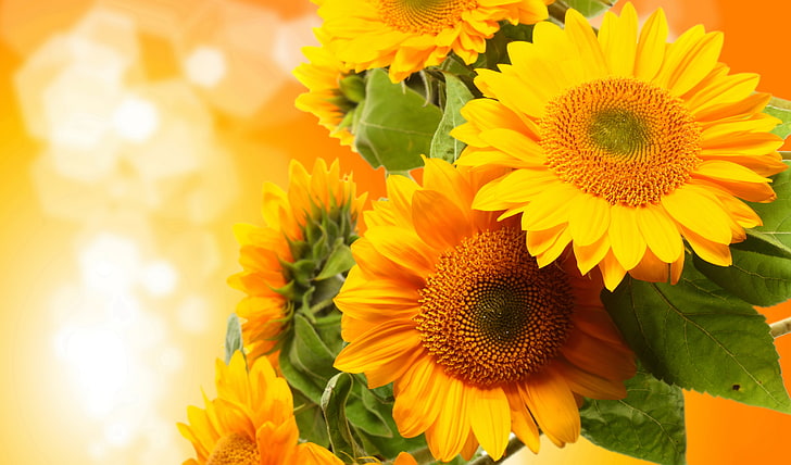 слънчогледова партида, слънчогледи, цветя, снимка, HD тапет