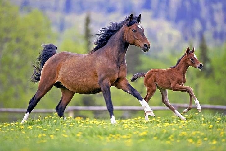 Animale, Cavallo, Bebè animale, Profondità di campo, Puledro, Sfondo HD