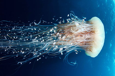 HD, Jellyfish, Rangiroa, diving, 8k, tourism, 4k, Pacific Ocean, 5k, HD wallpaper HD wallpaper