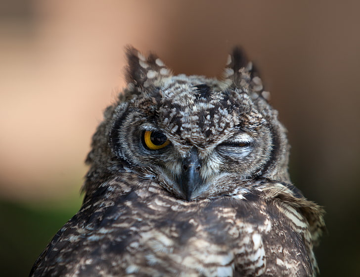 black, brown, and white owl, owl, face, beak, feathers, wink, predator, bird, HD wallpaper