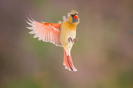 fotografia, animali, cardinali, uccelli, Sfondo HD HD wallpaper