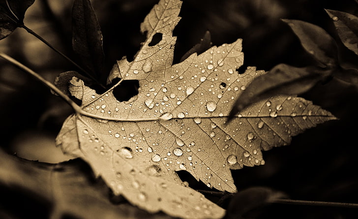 Fall Drops, brown dried leaf, Vintage, Drops, Leaf, Fall, dry leaf, water  drops, HD wallpaper | Wallpaperbetter