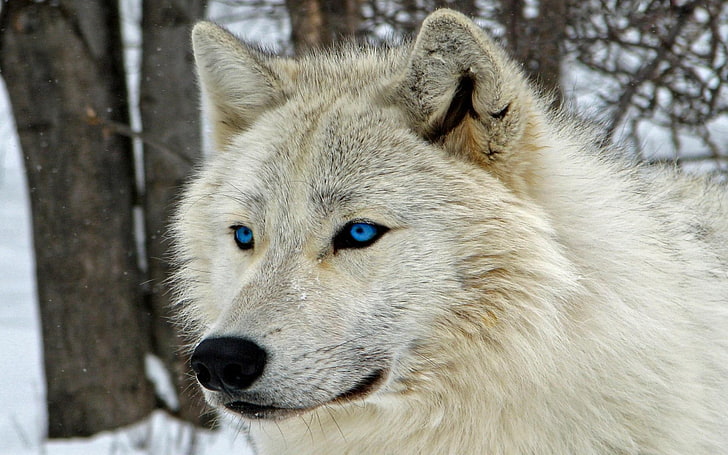 Lobo blanco, majestuoso, ojos azules, hocico, animal, Fondo |