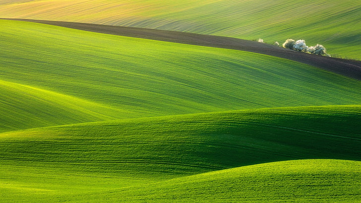 bidang rumput hijau, lapangan, rumput, langit, hijau, Wallpaper HD