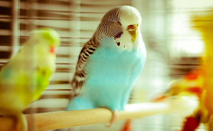Sleeping Parrot, pássaro azul e branco, Animais, Pássaros, Pássaro, Dormindo, periquito, periquito, HD papel de parede