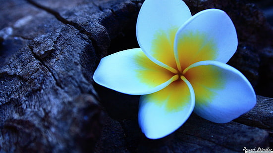 زهرة بلوميريا البيضاء والصفراء ، بلوميريا ، زهور، خلفية HD HD wallpaper