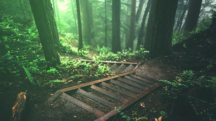 Treppen, Natur, Dschungel, Bäume, Wald, tiefer Wald, Pflanzen, HD-Hintergrundbild