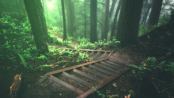 trees and stairs wallpaper, trees, stairs, deep forest, forest, nature, plants, jungle, HD wallpaper