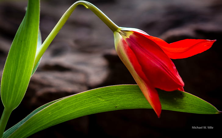 Fotografía de primer plano de la flor de tulipán rojo, naturaleza, planta, pétalo, flor, hoja, cabeza de flor, primer plano, Fondo de pantalla HD