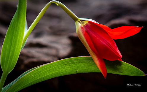 фотография отблизо на червено лале цвете, природа, растение, венчелистче, цвете, листо, цвете Глава, близък план, HD тапет HD wallpaper
