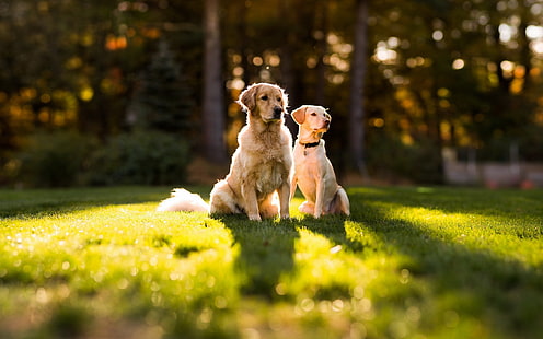 yetişkin golden retriever ve yetişkin sarı Labrador retriever, çimlerde oturan iki beyaz köpek, köpek, golden retriever, doğa, orman, ağaçlar, alan derinliği, güneş ışığı, HD masaüstü duvar kağıdı HD wallpaper