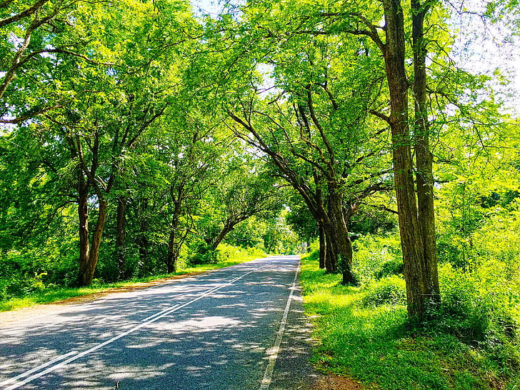 Sri Lanka, natureza, estrada, árvores, fotografia, verde, HD papel de parede