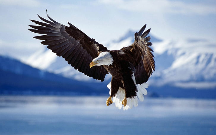Белоголовый орлан в полете Аляска, американский белоголовый орлан, аляска, лысый, орел, полёт, HD обои