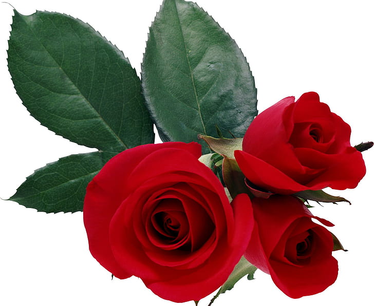 La beauté des roses rouges, amour, nature, fleur, rose, nature et paysages, Fond d'écran HD