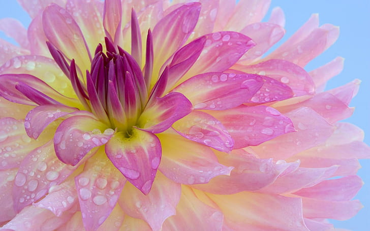 Close-up of pink flowers with dew, pink, yellow, and purple clustered petal flower, Pink, Flower, Dew, HD wallpaper