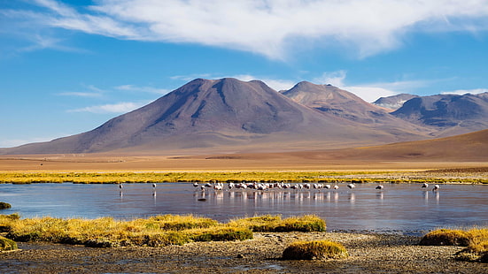 flock of flamingo on body of water in front of a brown mount under blue sky during day time, flamingos, flamingos, flamingos, flamingos, Flamingos, mountain, der Berg, flock, flamingo, body of water, front, blue sky, day, time, color, Reflexion, landscape, Reisen, reflection, mountains, Berge, South America, travel, Tiere, Clouds, pond, Reise, Chile, Valle de la Luna, scenery, Teich, mountain range, journey, lake, animals, epic, Valley, De, La Luna, Fröhlich, Departamento, Potosí, BO, water, Wasser, person, Berg, nature, Natur, Betrachtung, snow, Schnee, outdoors, scenic, volcano, Vulkan, fall, river, Fluss, dawn, daylight, sunset, Tal, wood, Holz, scenics, altiplano, HD wallpaper HD wallpaper