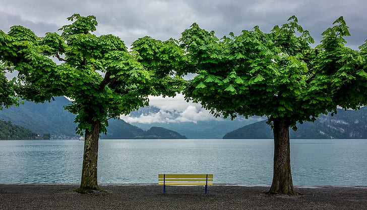 bench, trees, HD wallpaper