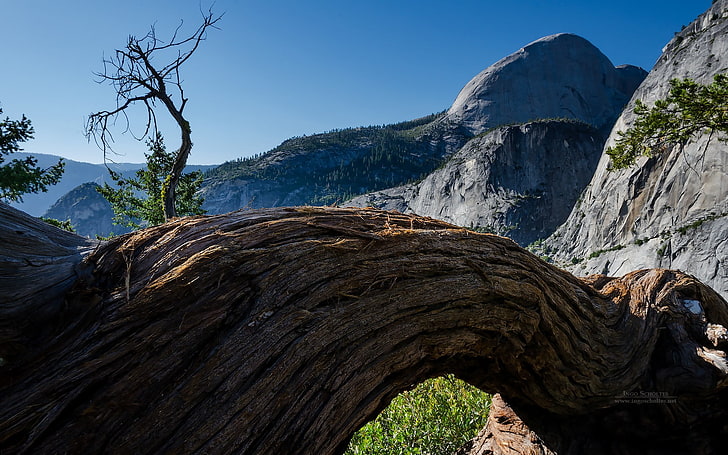 braune Baumbrücke, Natur, Landschaft, Berge, Bäume, Yosemite National Park, Kalifornien, HD-Hintergrundbild