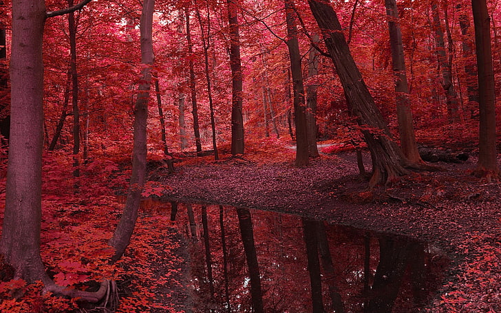 tall trees, landscape, red, fall, forest, trees, nature, stream, HD wallpaper