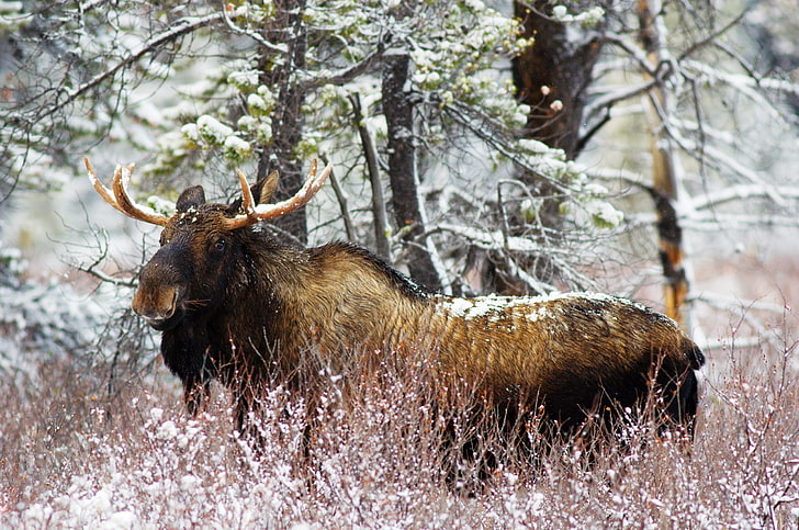 brown and black moose, elk, grass, old, walk, HD wallpaper