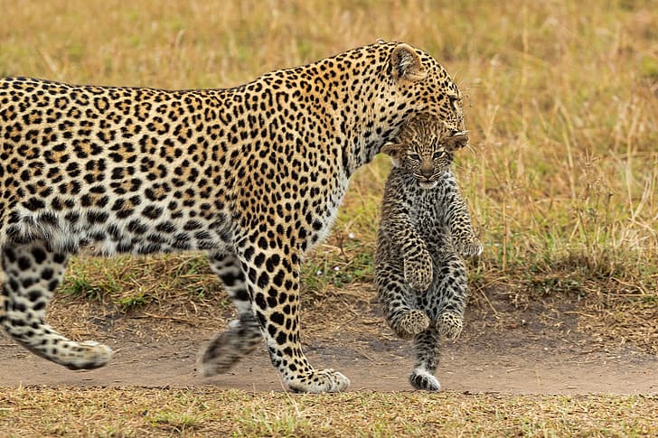 leopard, Africa, cub, kitty, wild cat, transportation, HD wallpaper