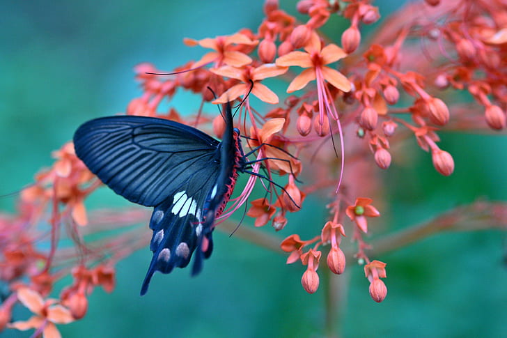 Mariposa en flor increíble, mariposa en blanco y negro, mariposa, flor, macro, Fondo de pantalla HD