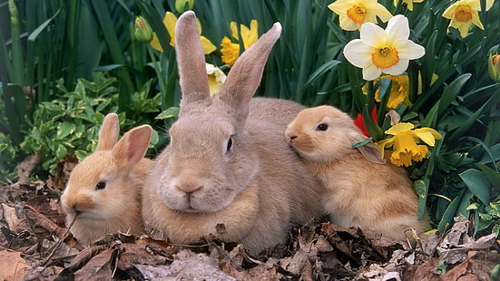 Rabbit Bunny HD, three gray and brown bunnies\, animals, rabbit, bunny, HD wallpaper HD wallpaper