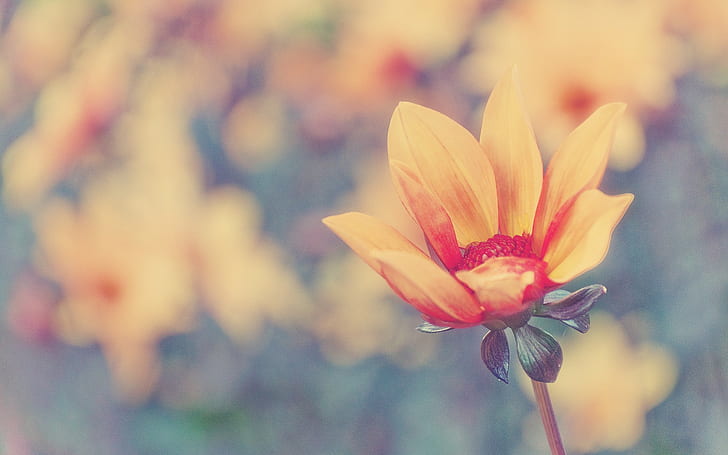 Flower Warm Blur HD, natura, kwiat, rozmycie, ciepło, Tapety HD