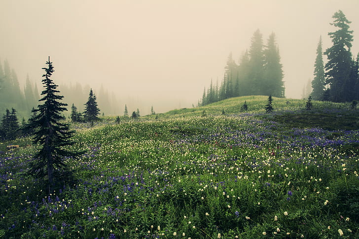 flower field during foggy weather, Mountain Meadow, flower, field, foggy weather, Mt. Rainier, alpine, paradise, Pacific Northwest, Washington, wanderlust, wander, explore, travel, peace, rest, enjoy, beauty, nature, natural, national Parks, Mountains, dom, desire, trees, forest, tree, landscape, mountain, outdoors, beauty In Nature, summer, scenics, green Color, HD wallpaper