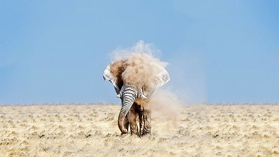 elefante grigio, natura, natura, elefante, deserto, polvere, animali, Sfondo HD HD wallpaper