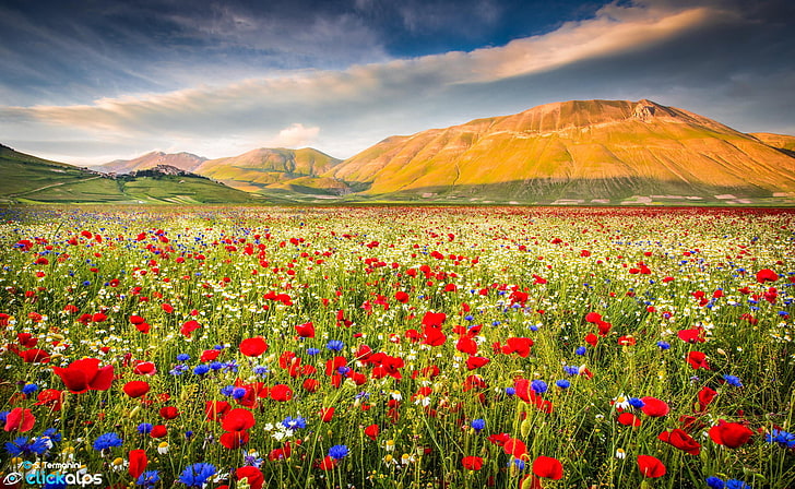 червено маково поле цвете, поле, цветя, природа, Маки, планина, HD тапет