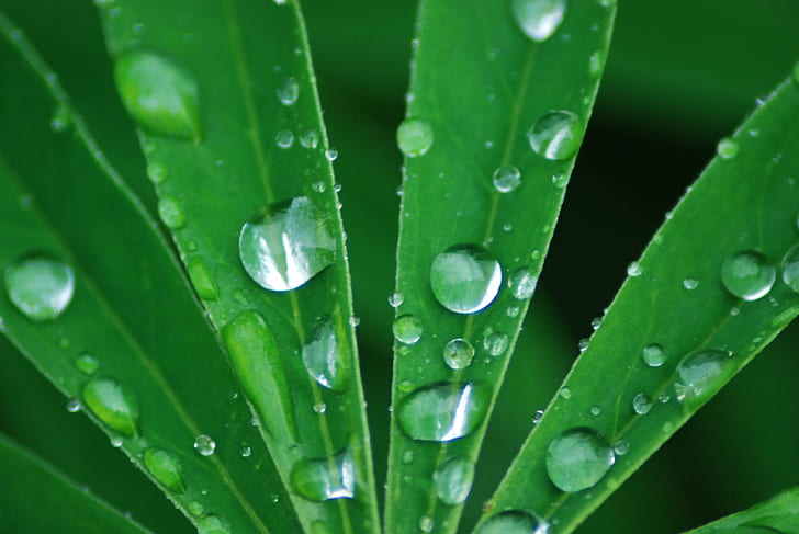 tetesan air pada daun hijau, tetesan air, daun hijau, alam, natuur, drop, daun, embun, Warna hijau, tanaman, makro, basah, close-up, kesegaran, air, rintik hujan, hujan, lingkungan, latar belakang, musim panas, abstrak, Wallpaper HD