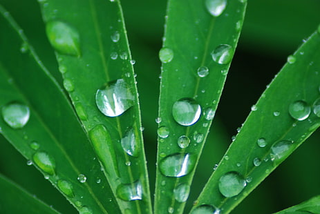 vattendroppar på gröna blad, vattendroppar, gröna blad, natur, natur, droppe, blad, dagg, grön Färg, växt, makro, våt, närbild, friskhet, vatten, regndroppe, regn, miljö, bakgrunder, sommar, abstrakt, HD tapet HD wallpaper