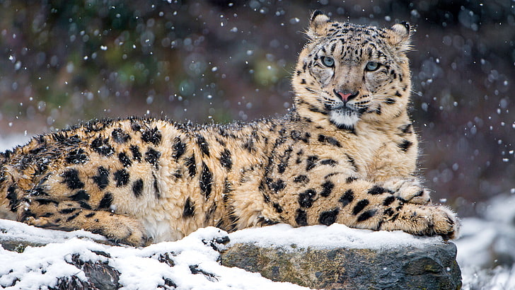 winter, look, snow, cats, stones, background, portrait, lies, snow leopard, bars, wild cats, snowfall, zoo, HD wallpaper