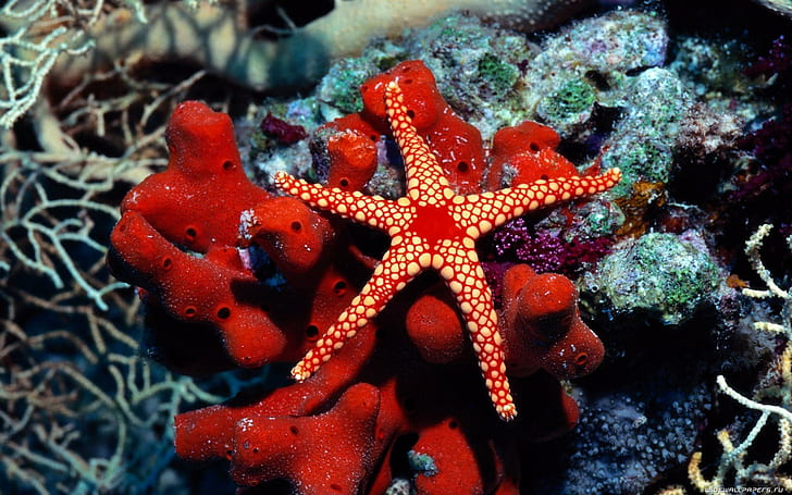 Water Fish Underwater Sea Starfish HD Free, red and white starfish, fishes, fish, starfish, underwater, water, HD wallpaper