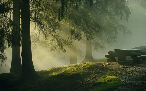 Nebel, neblig, Wald, Morgen, HD-Hintergrundbild HD wallpaper