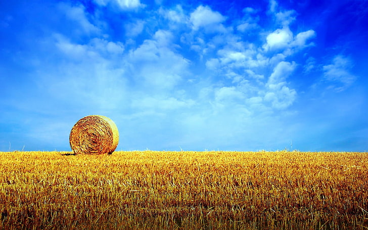 rolled hay, hay, bale, rick, field, horizon, HD wallpaper