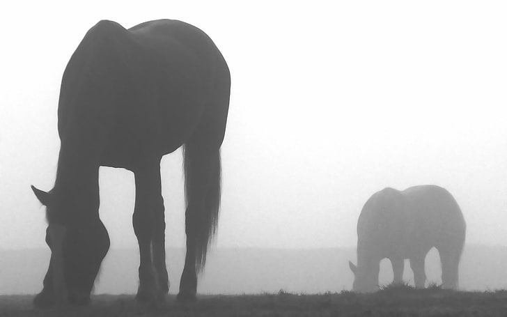 koń, monochromatyczny, mgła, sylwetka, Tapety HD