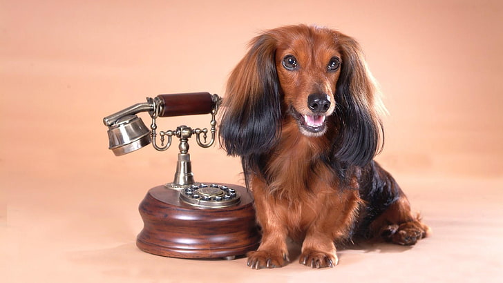 dog, doggie, retro, telephone, vintage, HD wallpaper