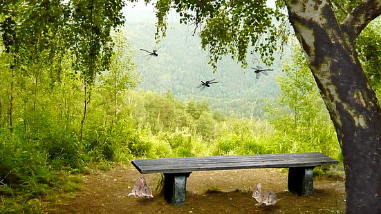 пейка, природа, пейка в парка, седалка, мебели, парк, обзавеждане, стол, трева, дърво, на открито, дърво, гора, на открито, дървета, лято, HD тапет HD wallpaper