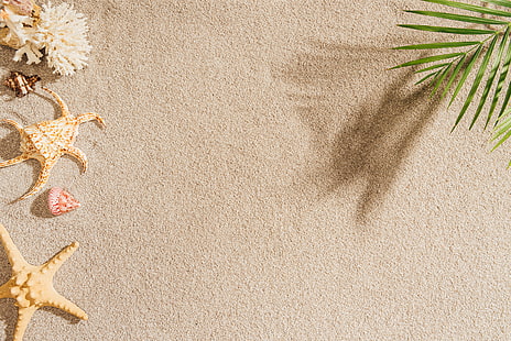 песок, пляж, лето, пальма, ракушка, море, морская звезда, пальма, ракушки, HD обои HD wallpaper