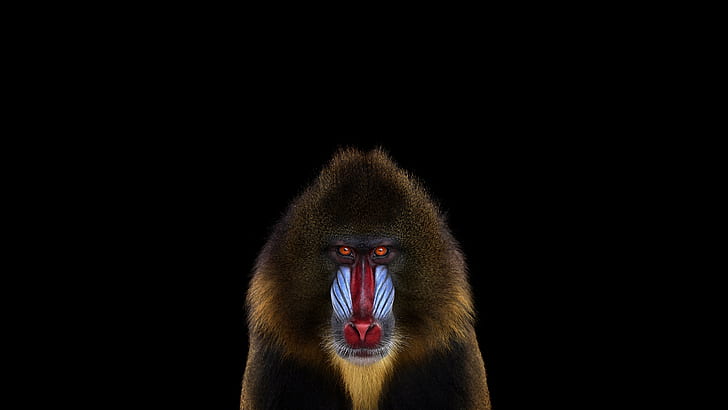 Mandrill, Animals, Photography, Simple Background, mandrill, animals, photography, simple background, 2560x1440, HD wallpaper