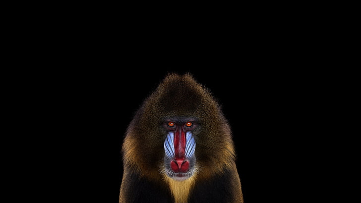mandril monkey, photography, mammals, monkey, simple background, Mandrill, HD wallpaper