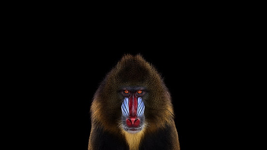 マンドリル猿、写真、哺乳類、猿、シンプル背景、マンドリル、 HDデスクトップの壁紙 HD wallpaper