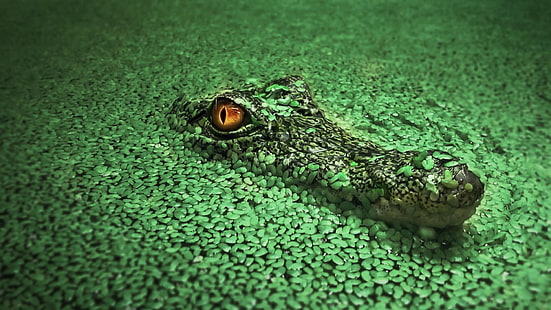 крокодилия, зелен, крокодил, влечуго, фауна, организъм, нил крокодил, дива природа, сухоземно животно, земноводни, трева, патица, HD тапет HD wallpaper