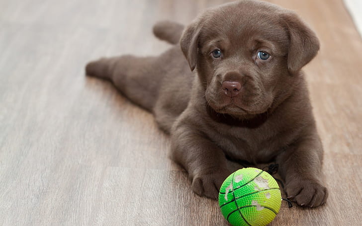Labrador puppy, play with ball, chocolate labrador retriever puppy with green and yellow ball, Labrador, Puppy, Play, Ball, HD wallpaper