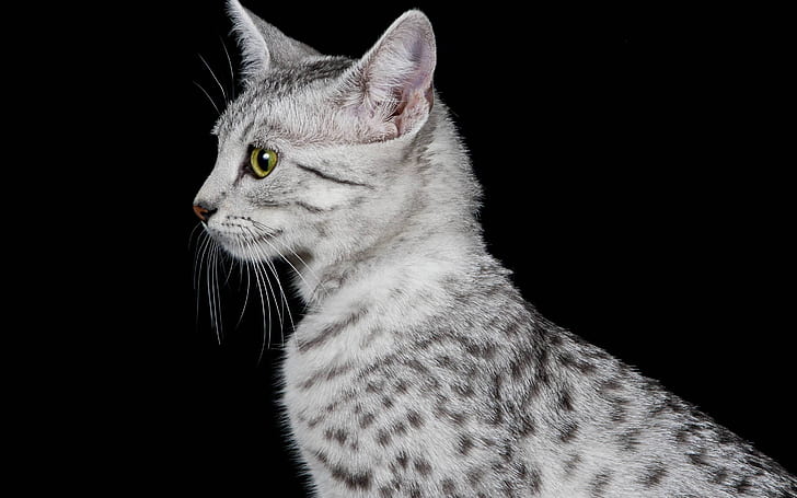 Mirada del perfil del gato egipcio de Mau, gato egipcio de Mau, hermoso, gris, Fondo de pantalla HD